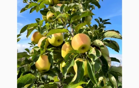 Пропонуються яблука відмінної якості
