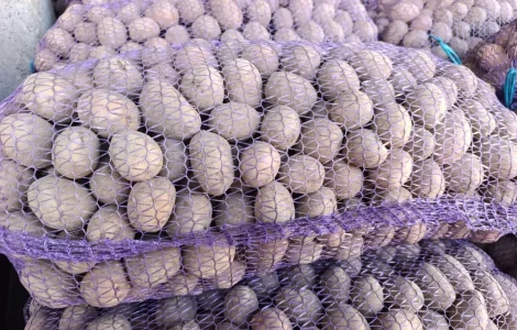 Пропоную насінневу картоплю сорту Белла Роса