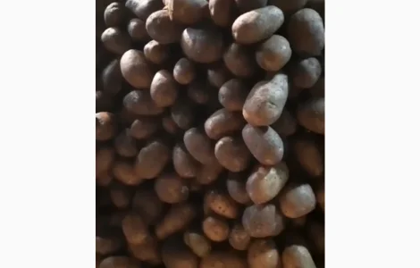 Продается семенной картофель сорта Мелоді оптом