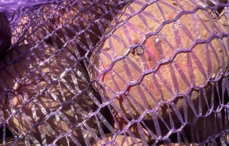 Товарный картофель сорт Бела Роса