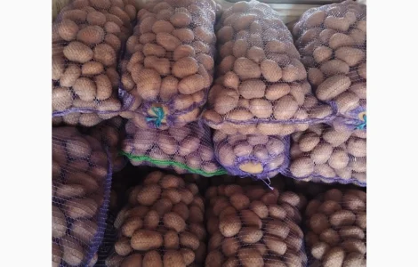 Пропонується товарна та посадкова картопля