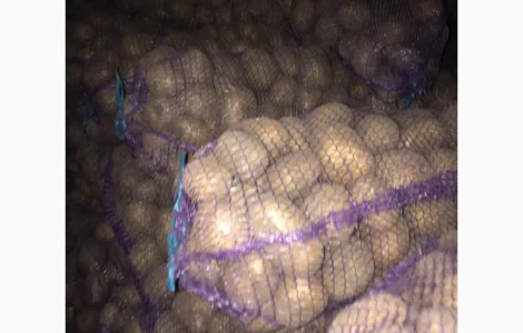 Продается товарная картошка сорта Аризона