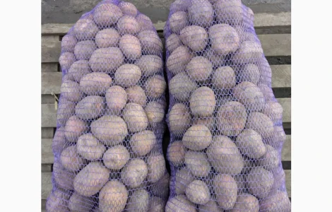 Продается товарная картошка сорта Белароза