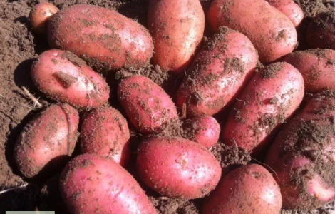 Продается репродуктивное семенное картофель Рів'єра и Белла роса