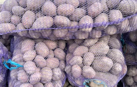 Продается картофель сорта Белая Роса