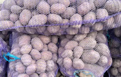 Продам товарну картоплю бела роса