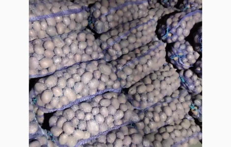 Пропонується товарна та посадкова картопля сорту Біла Роса