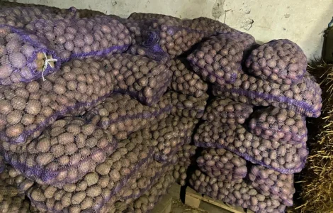 Продовольча картопля сорту Беллароза