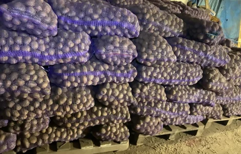 Насіннєва картопля Рів'єра та Беллароза