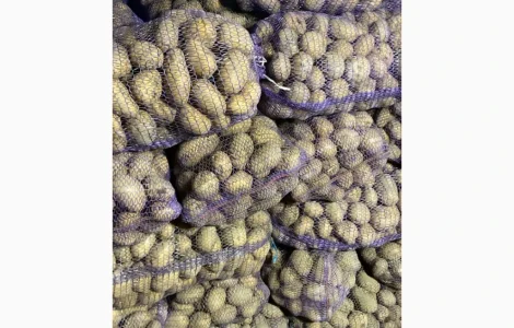 Пропонується дрібна картопля сортів Беллароза та Рів'єра