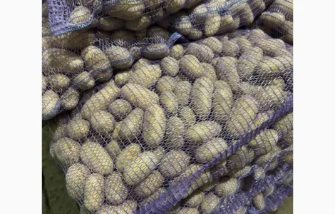 Продаж картоплі сорту Гранада