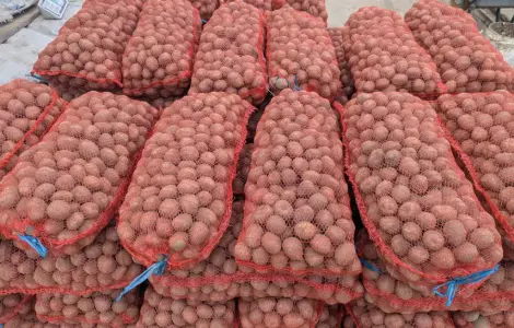 Продам семенной картофель (Белароза)