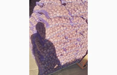 Пропонується насіння картоплі