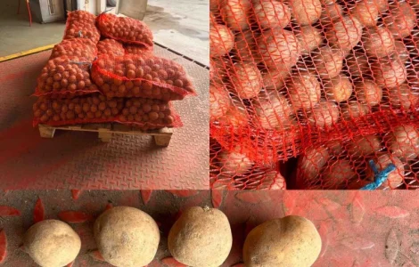 Пропоную насіннєву картоплю сорт Сіфра оптом від 10 тонн