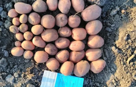 Продается семенной картофель сорта Беллароза, 2 репродукции, опт от 10 тонн