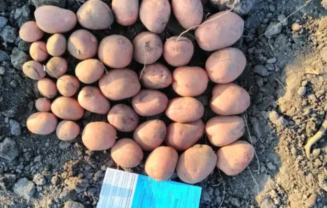 Продам семенной картофель сорта Беллароза. 2 репродукции. Опт от 10 тонн