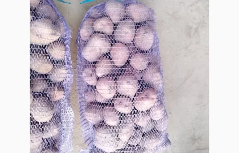 Продается товарная картошка сорта Белла Роса