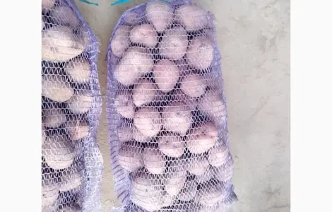Продам товарный картофель