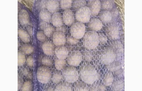 Продается семенной картофель