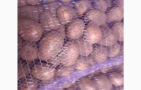 Пропонується насіннева картопля сорту Беллароза