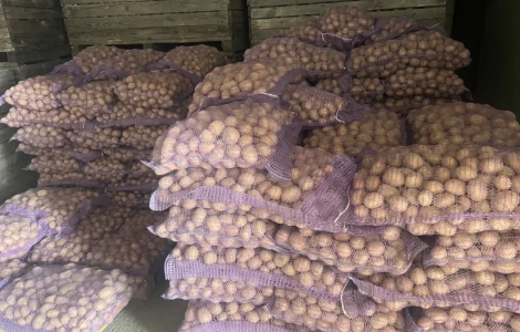 Продается посадочный картофель Констанс