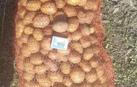 Продается семенной картофель сорта Гранада и Королева Анна