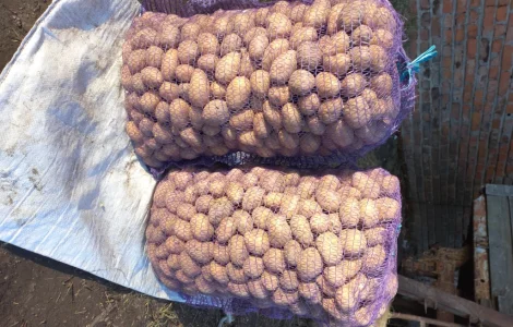 Пропонується насінневий картопля сортів Беллароза та Арізона