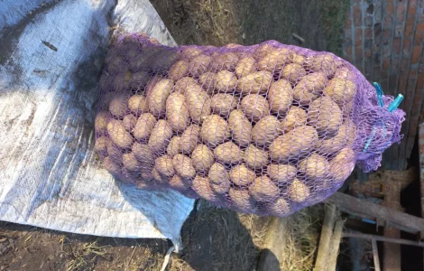 Насиннёвый картофель суперраннего сорта Прада