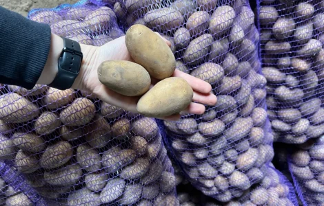 Продается картофель сорт Аризона