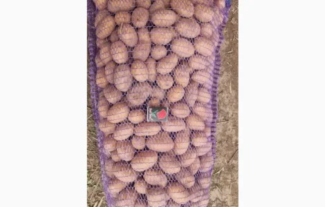 Продается насинневая картошка Королева Анна