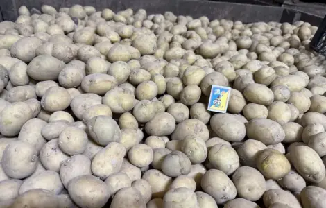 Продам семенной картофель сорт Ривьера