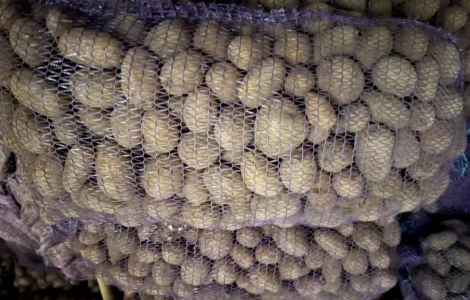 Пропоную насінневий картоплю сортів Арізона та Отолія