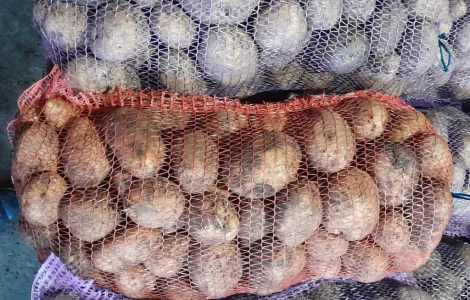 Продается картофель сорт Ривьера и другие