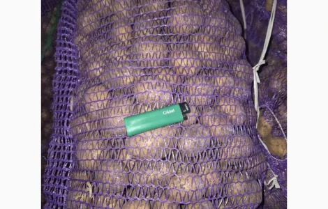 Продажа семенного картофеля разных сортов