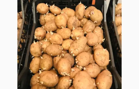 Продам посадочную картошку ривьера