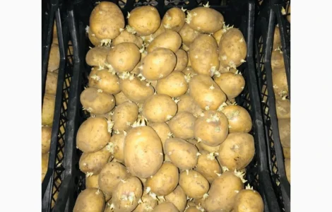 Пропоную посадкову картоплю рів’єра