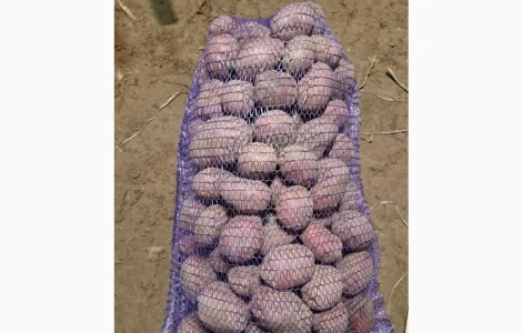 Продается товарная картошка сорта Білароса