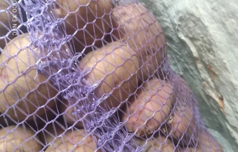 Пропонується картопля сорту Княгиня