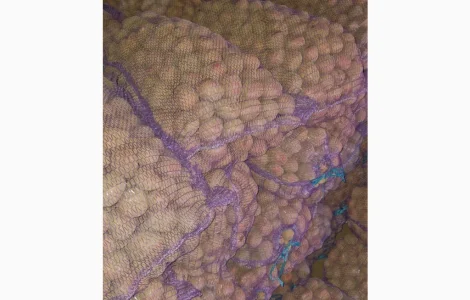 Продается семенной картофель сорта Білароса