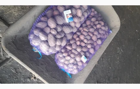 Продается посадочная картошка сорта Біла Роса