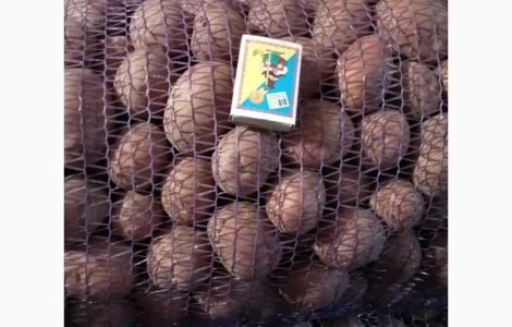 Продажа картофеля сорта Белароса