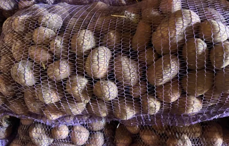 Посадкова картопля сорту Княгиня