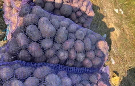 Продается товарная картошка сорта Белла Роса