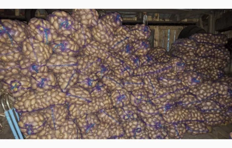 Продается товарная картошка