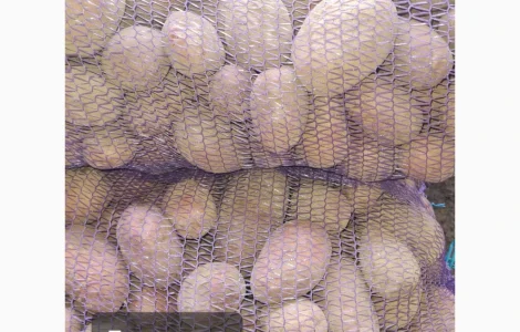 Продается товарный картофель сорта Бела роса