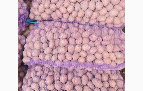 Продается семенной картофель оптом