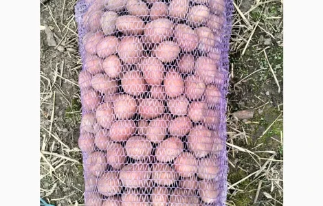 Пропоную насінневу картоплю, сорт Білороса