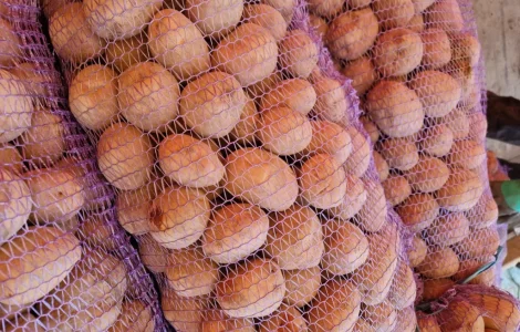 Пропонується картопля сорту Біла роса по 6 грн