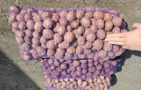 Пропонується насінна картопля по 4.50 грн/кг