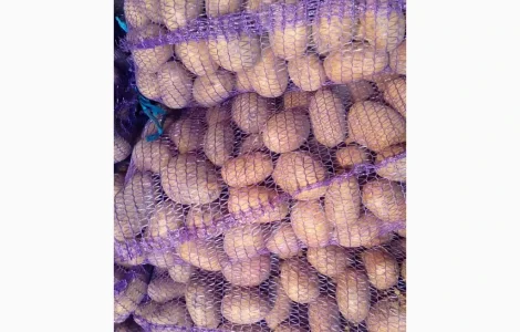 Пропонується велика та насіннєва картопля